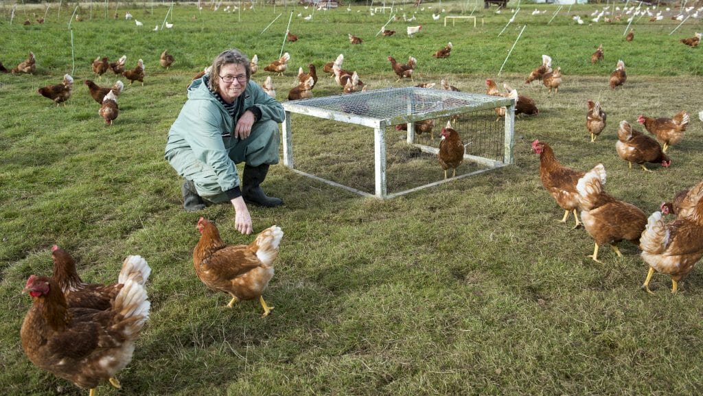 Maria Karlsson sitter ute på gräset bland sina 2000 höns