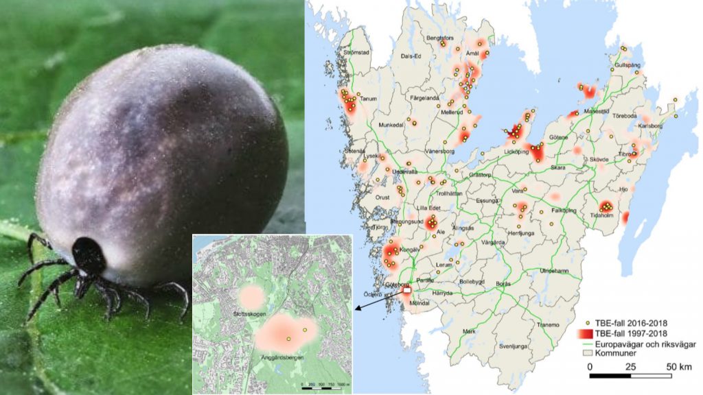 Karta som visar nya riskområden för TBE