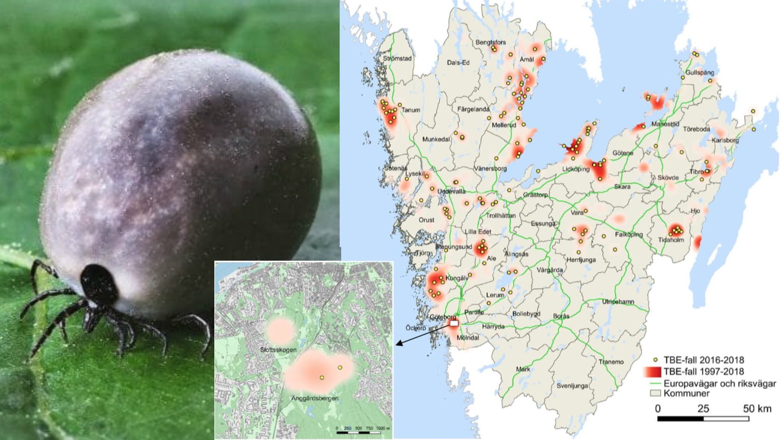 Karta som visar nya riskområden för TBE