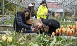 Helen Ekvall och Fanny Benktsson undersöker en iris närmare, i gul jacka Sandra Inghammar Sandström. Foto: Anna Rehnberg