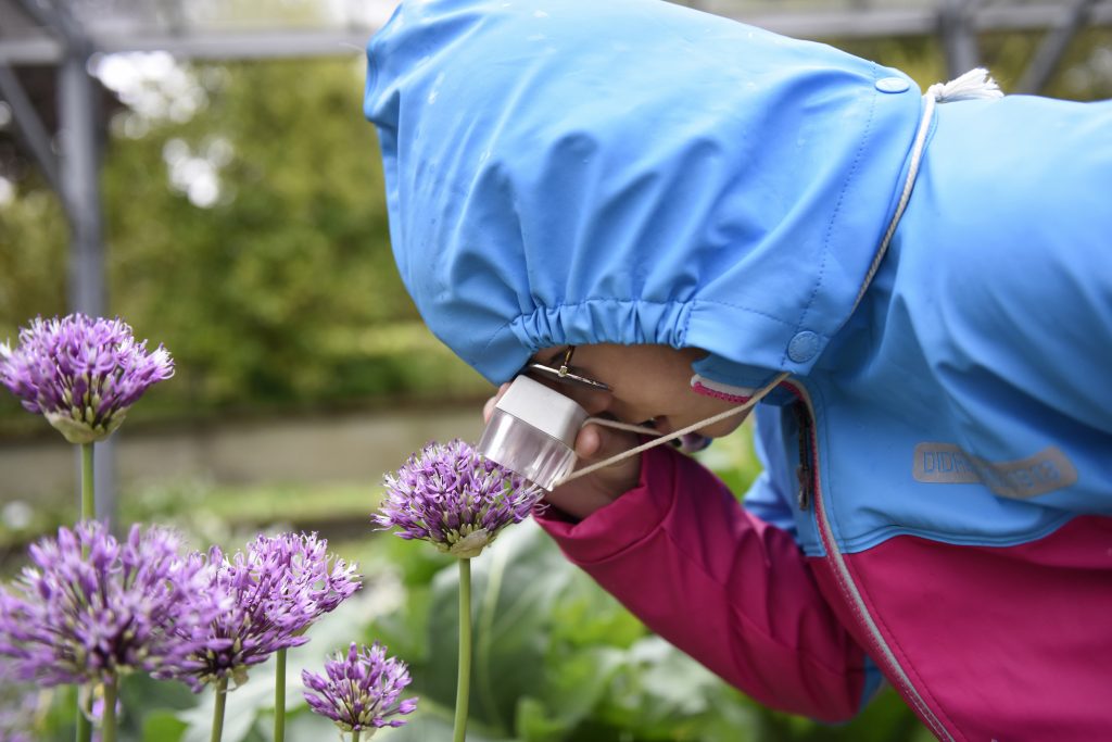 Elin Henriksson närstuderar en allium, som är släkt med gullök. Foto: Anna Rehnberg