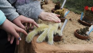 Coollt, som en luden spindel", säger Elsa Hellstedt och känner försiktigt på kaktusen.Foto: Anna Rehnberg