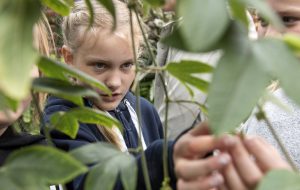 Elin Dahlqvist känner på en Passiflora, en släkting till den passionsfrukt vi hittar i affärerna. Men denna har röda blommor som lockar kollibrier. Passiflora-artena har ofta utvecklat gifter i sina blad som skydd mot insekter, framförallt fjärilar som gärna vill lägga ägg på dem. Fjärilarna å sin sida utvecklar tålighet mot dessa gifter.Foto: Anna Rehnberg