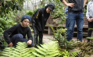 Marcus Hansson och Robin Sköld upptäcker Koikarpar i dammen. Foto: Anna Rehnberg