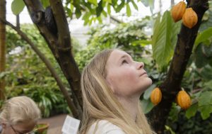 Clara Bruno tiitar på de gula kakaofrukterna som sitter direkt på stammen. Lättplockade för den som vill äta och som kan sprida växtens frön till nya platser.Foto: Anna Rehnberg