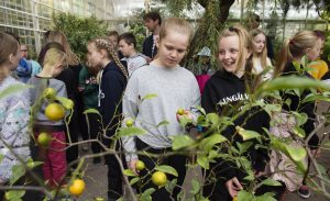 Medelhavsklimatet växer citrus och olivträd bland annat. Fanny Bengtsson och Ronja Davidsson känner igen de gulagröna små frukterna.Foto: Anna Rehnberg