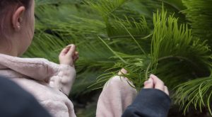 Hur känns det? Växternas olika färger och former lockar till beröring. Kottepalmen är en avlägsen släkting till gingkon, berättar Kennert. Foto: Anna Rehnberg