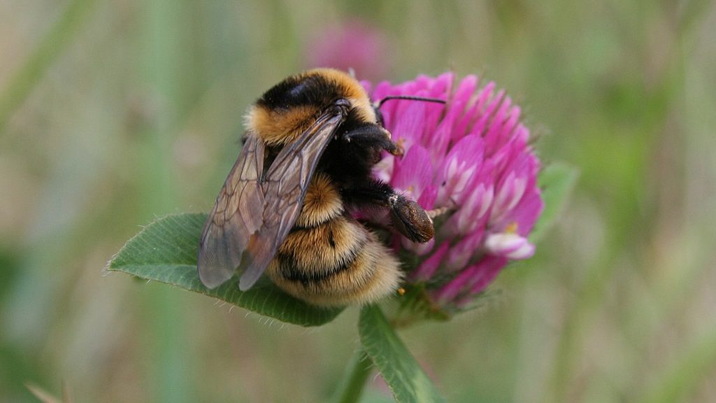 Bild på klöverhumla