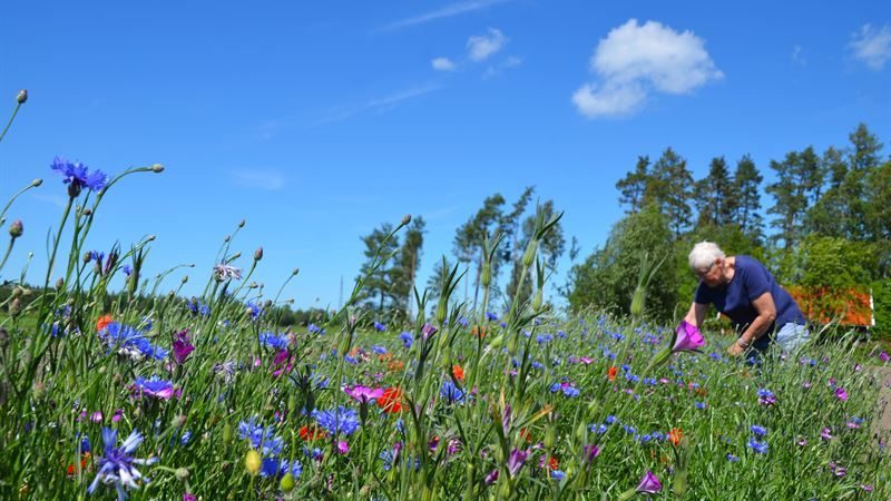 Bild på en blomsteräng
