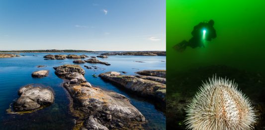 Foto på Koster över och under vattenytan.