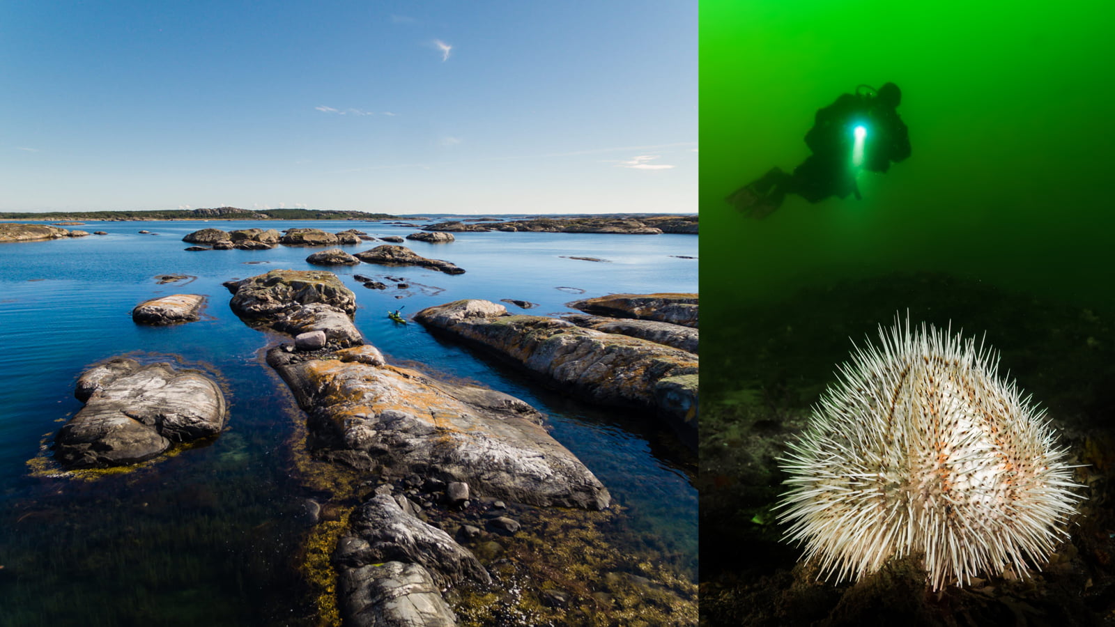 Foto på Koster över och under vattenytan.