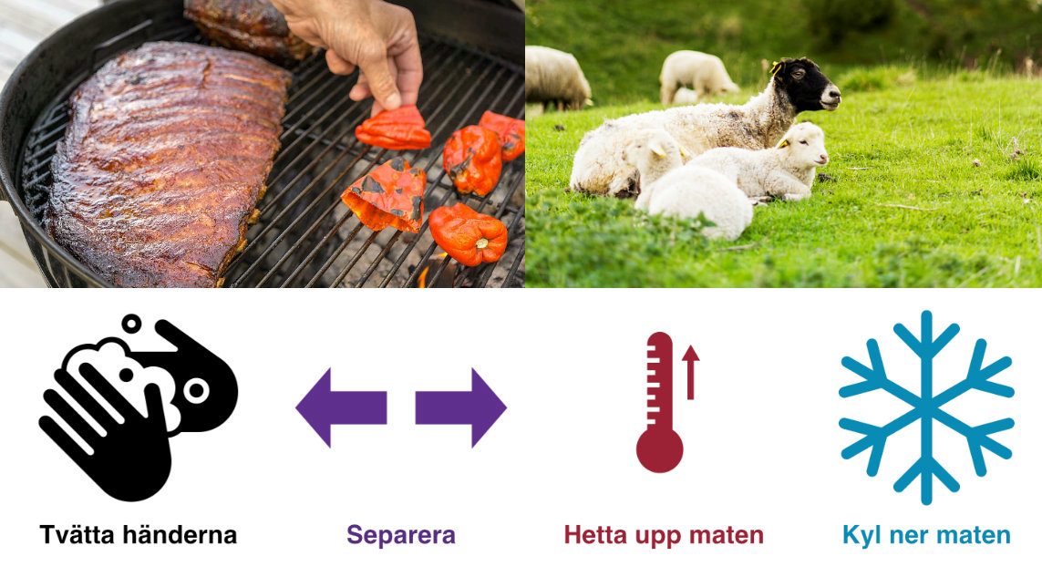 Blanda aldrig rått kött och grönsaker och undvik picknick där djur betar, uppmanar Smittskydd Västra Götaland.