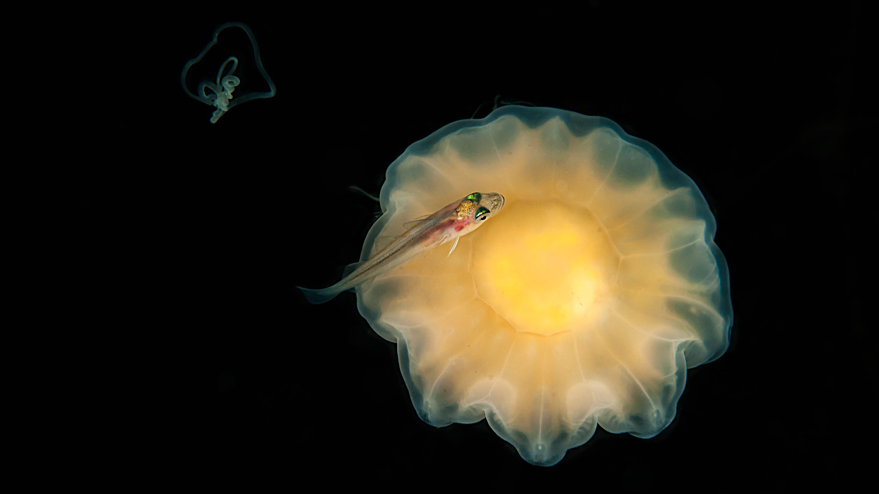 Bild på fisken vitling som simmar bredvid en brännmanet