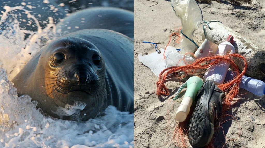 säl i havet och skräp på stranden