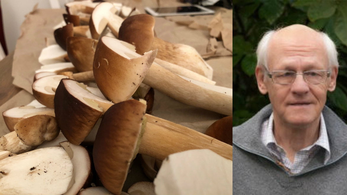 Karljohan anses av många vara en av de allra godaste matsvamparna. Just nu finns den och andra soppar i mängder i skogarna i vårt område berättar svampexpert Magnus Neuendorf.