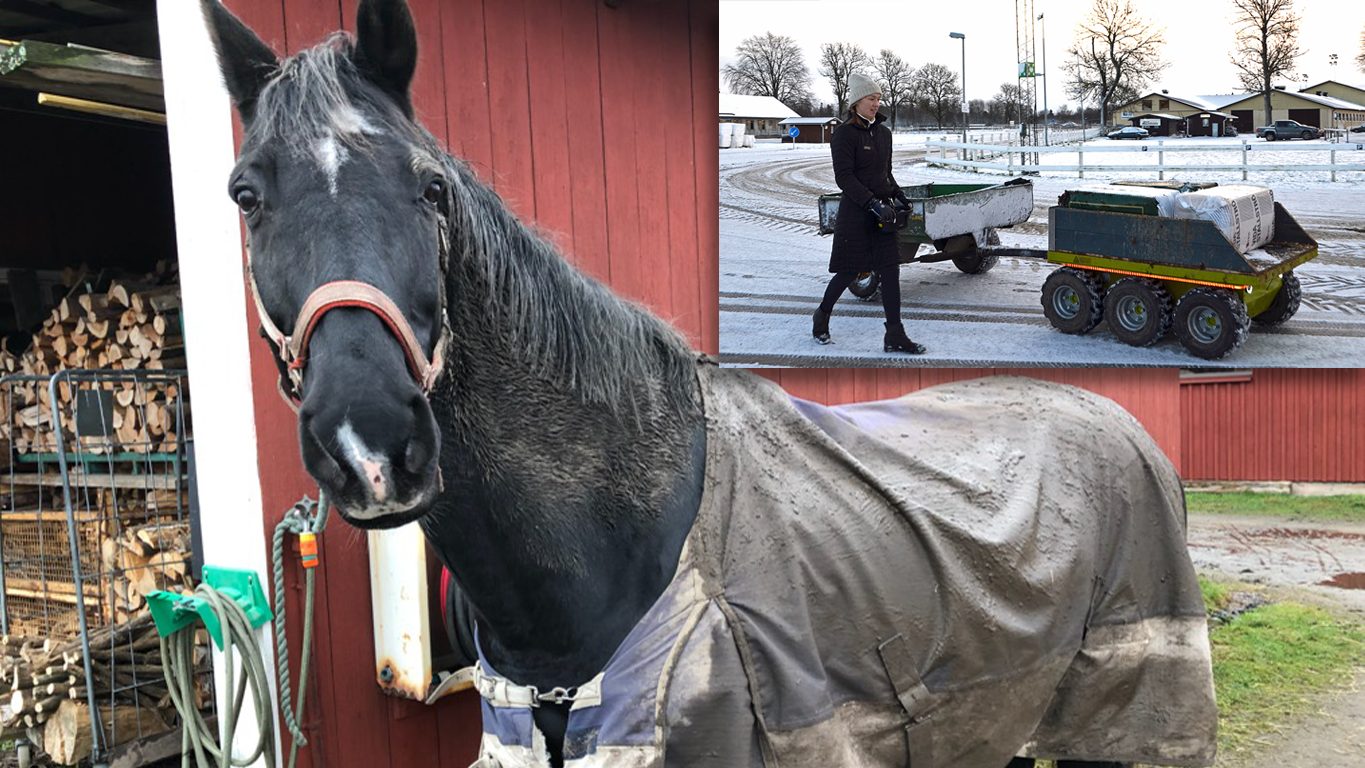 Bild på en lerig häst vid ett stall och Charlotta Liedberg, yrkeslärare på Axevalla Hästcentrum styr hjälpredan som avlastar personal och elever.