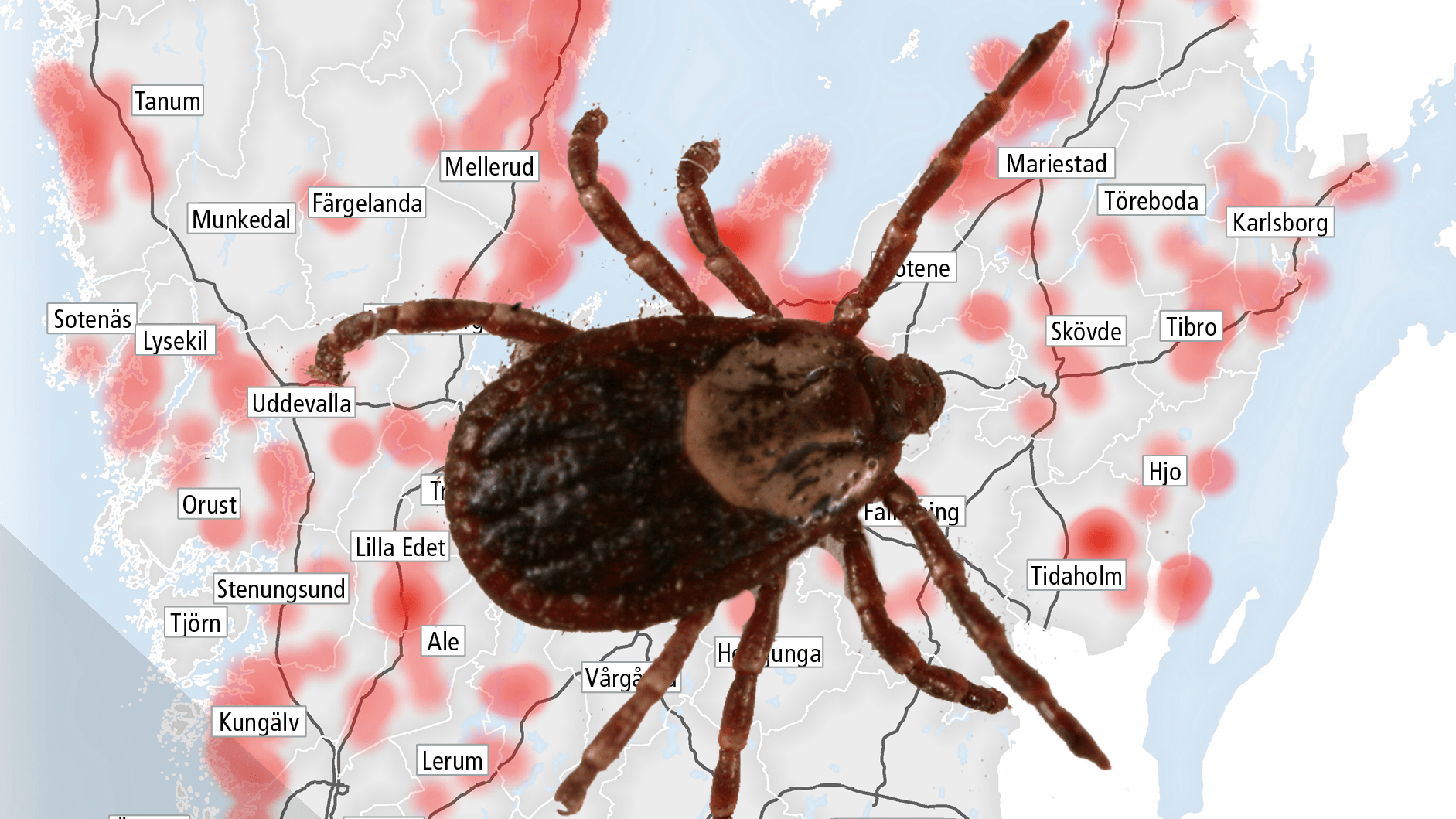 TBE är en virussjukdom som sprids av fästingar.