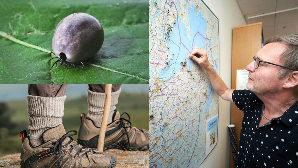 Smittskyddsläkare peter Nolskog konstaterar att det redan nu är fler som smittats av TBE än vid samma tid förra året. Heltäckande kläder och byxor nedstoppade o sockar är ett av hans tips att hålla fästingarna borta.