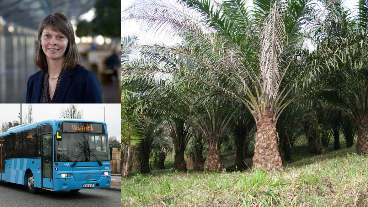 Västtrafiks hållbarhetschef, Hanna Björk, en buss och en oljeplalm