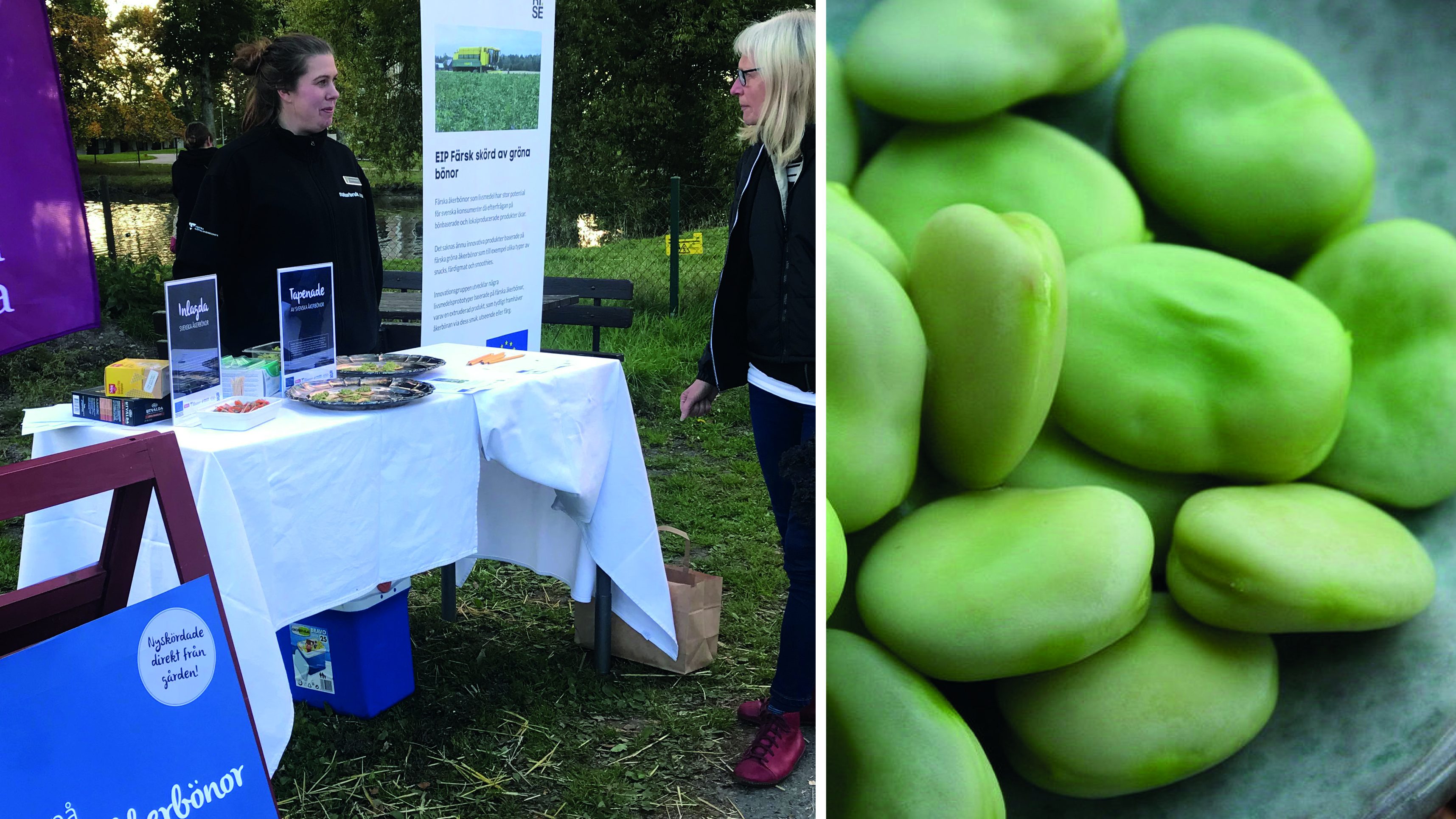 Vid provsmakningarna har man fått övervägande positiva reaktioner och många är nyfikna på åkerbönor som råvara. Foto: Sofie Bertilsson.