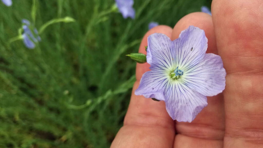 fingrar som håller en linblomma