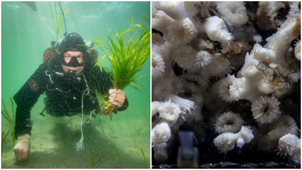 En dykare som planterar ålgräs och en bild på ögonkorallen.