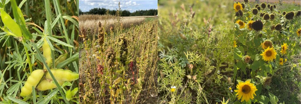 Några av grödorna som Naturbruksförvaltningen testat - lupinböna, quinoa, lins och solros.