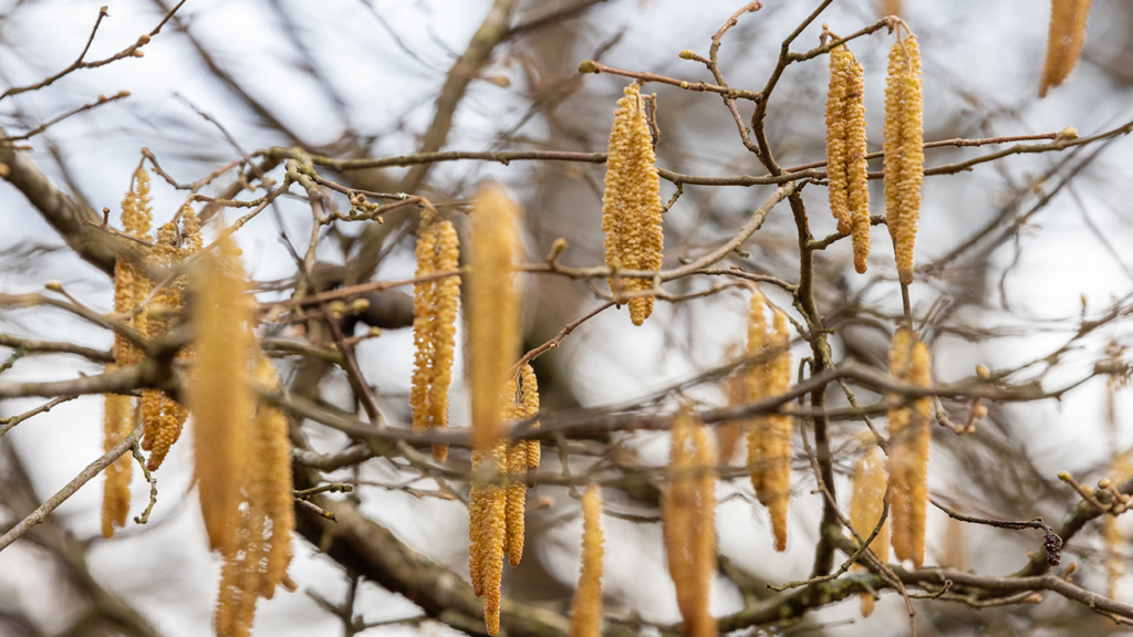 Träd med frökapslar