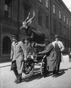 Djuren fraktas genom staden.