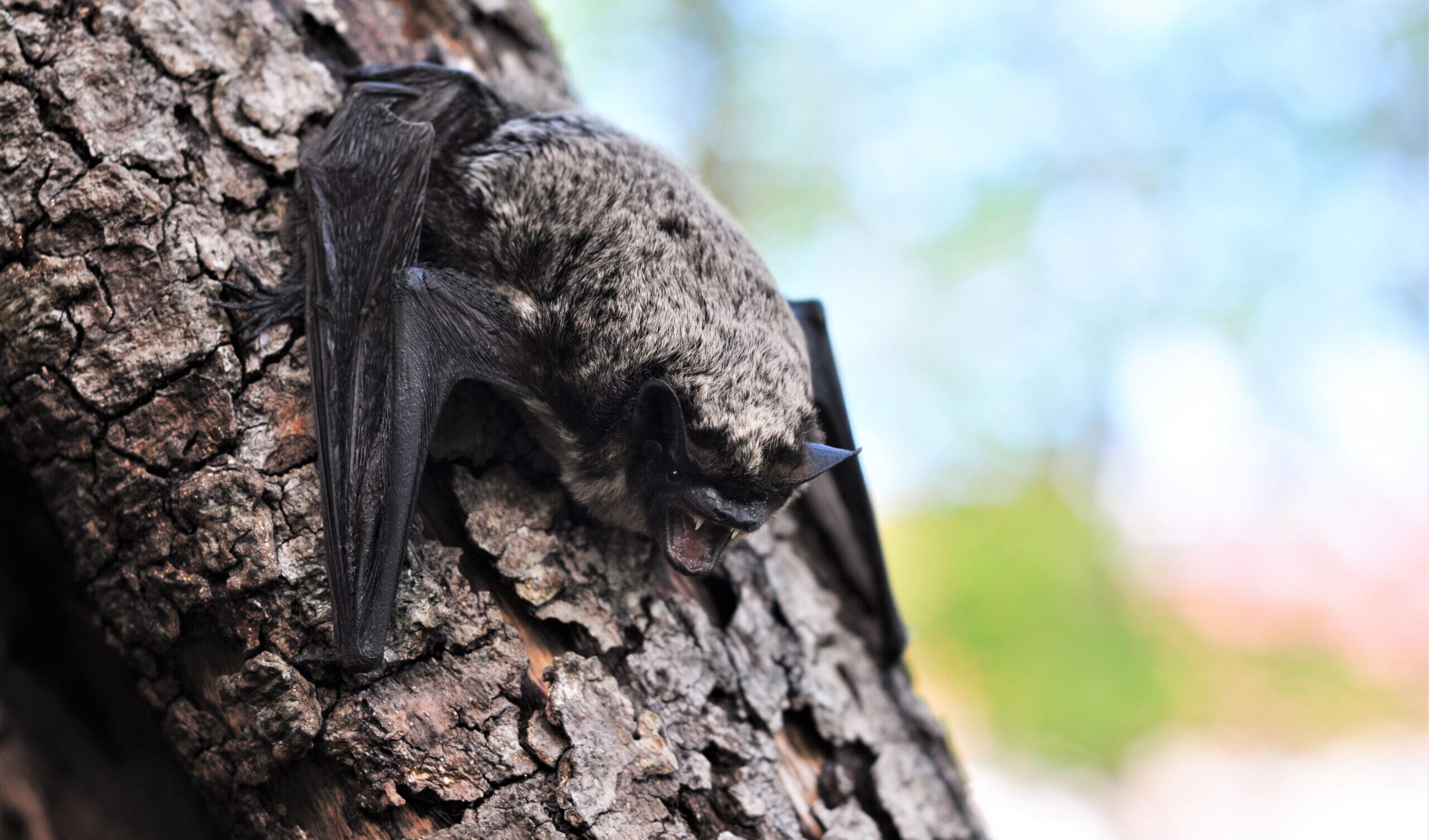 Gråskimlig fladdermus