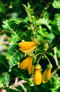 blommande påsköträd