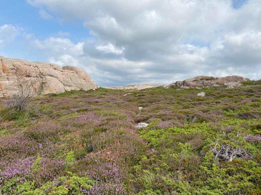 Valöns naturreservat med ljunghedar där enbuskarna börjat ta över.