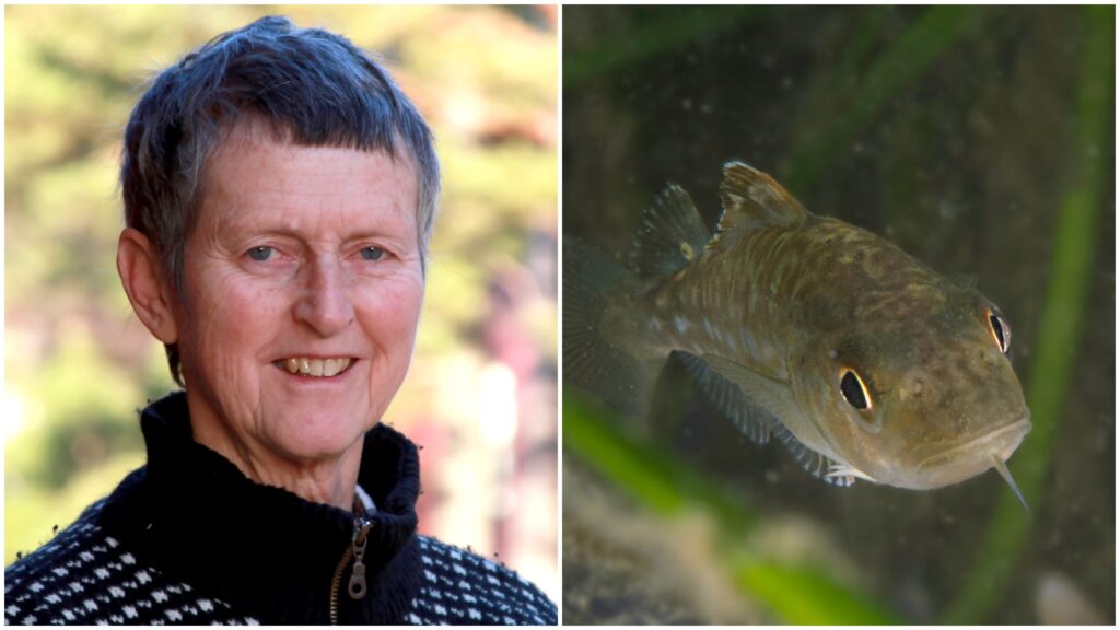 Professor Kerstin Johannesson till vänster och ett torskyngel till höger.