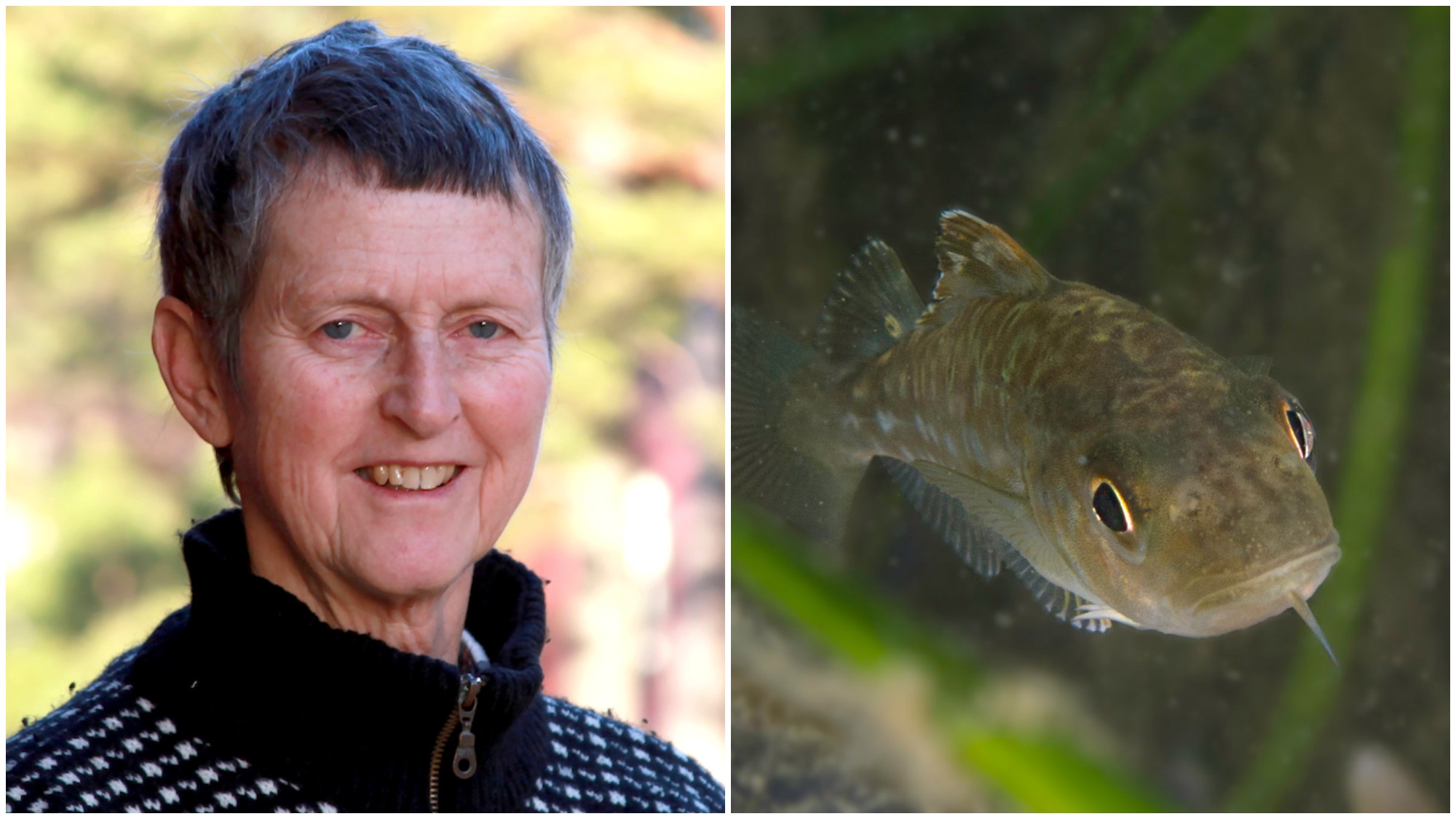 Professor Kerstin Johannesson till vänster och ett torskyngel till höger.