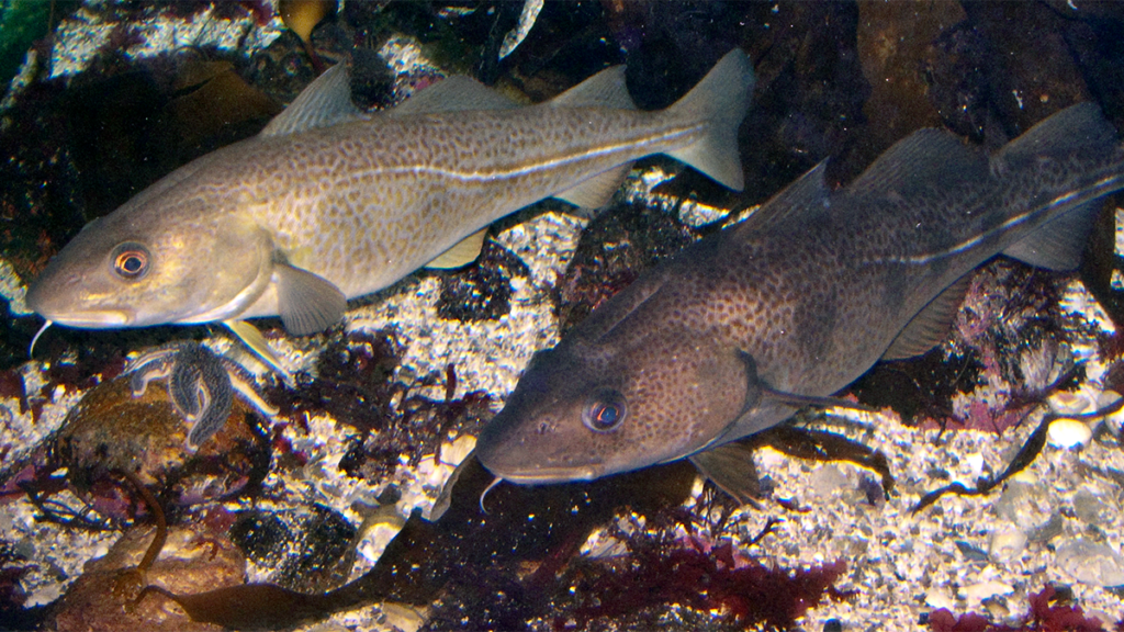 Två torskar i ett akvarium